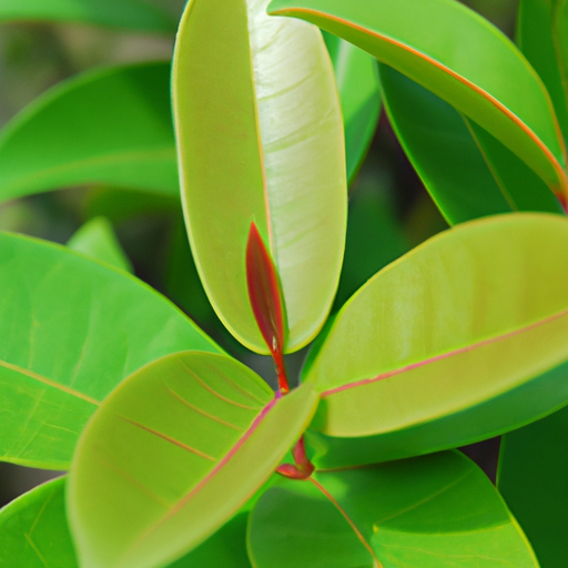 Manfaat Daun Jambu